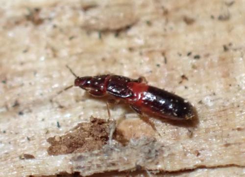 Scoloposcelis pulchella